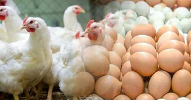 Kitchen market sees higher flour prices amid costly poultry, fish